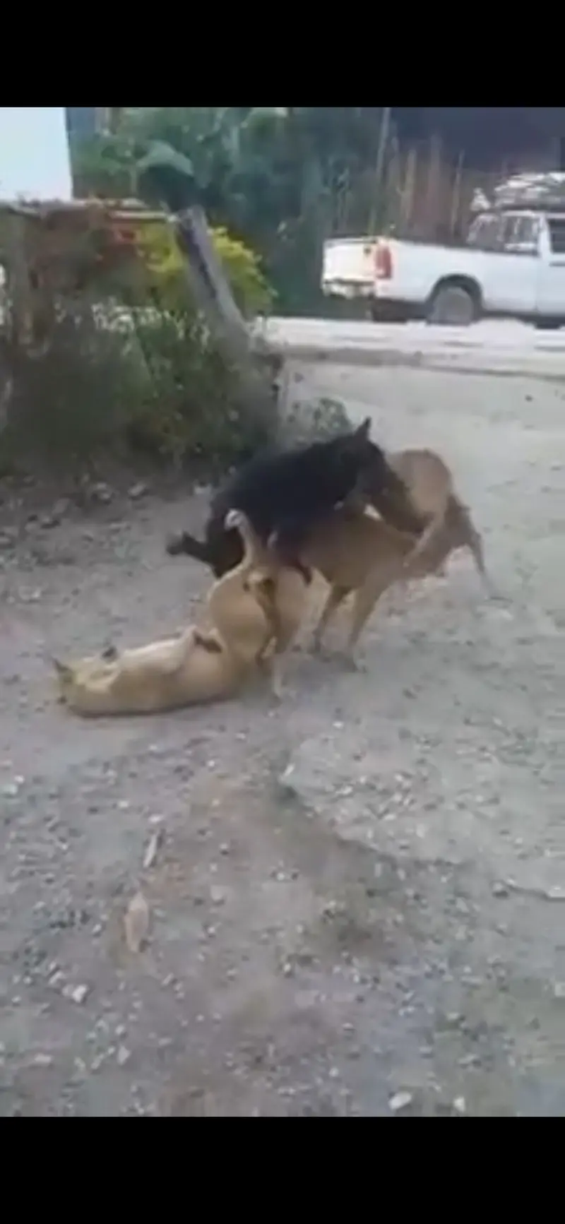 欢快玩耍的dogs