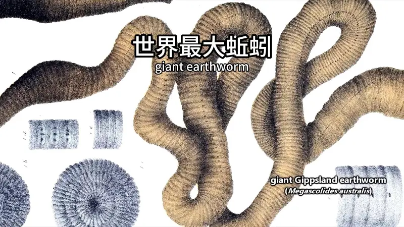 吉尼斯世界纪录认证一条6.7米的蚯蚓