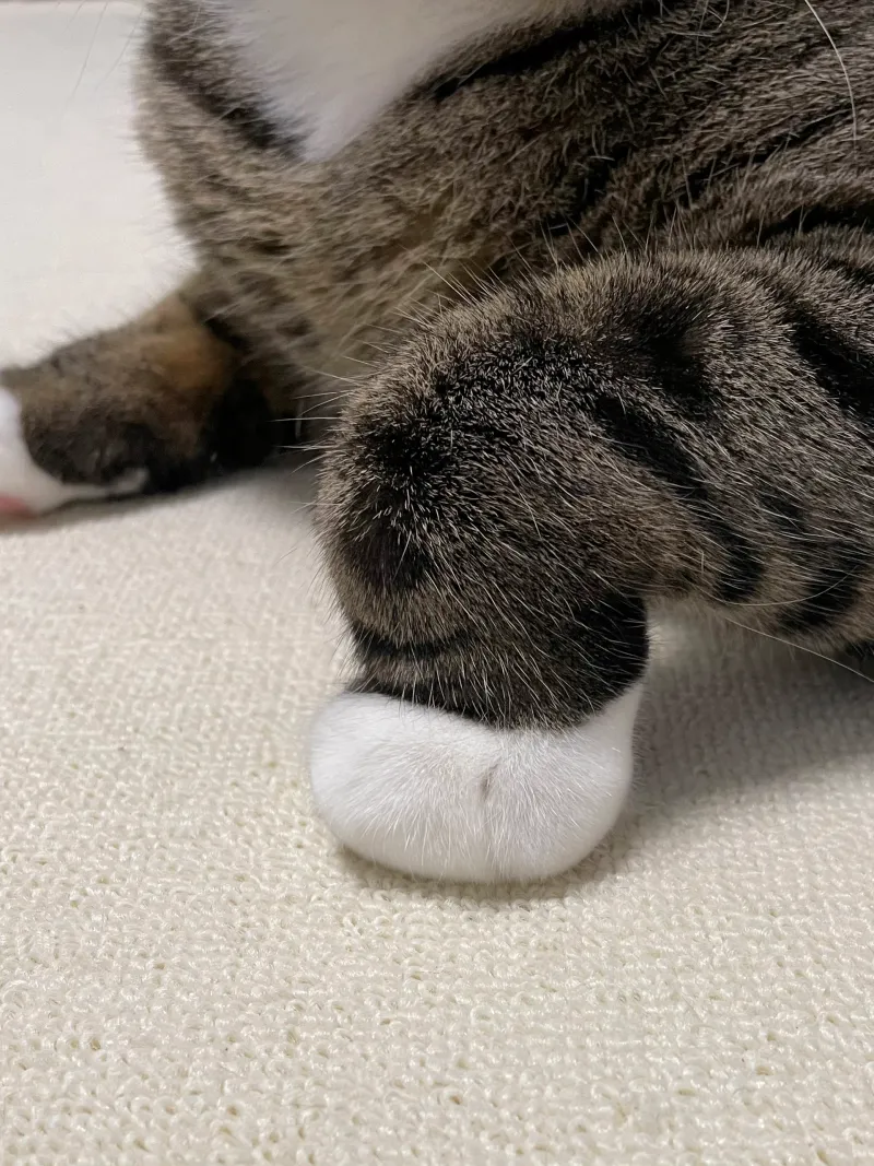 美足