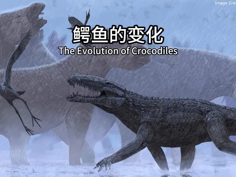 鳄鱼没变过