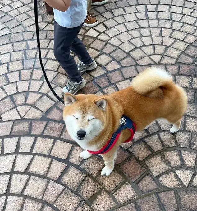 悲报,CHEEMS,柴犬