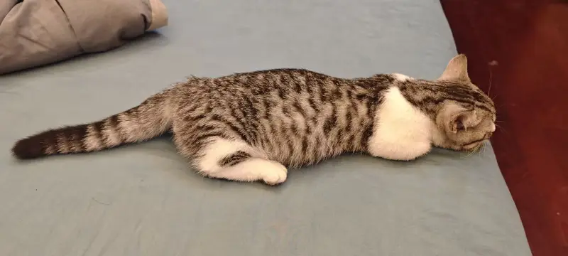 猫猫