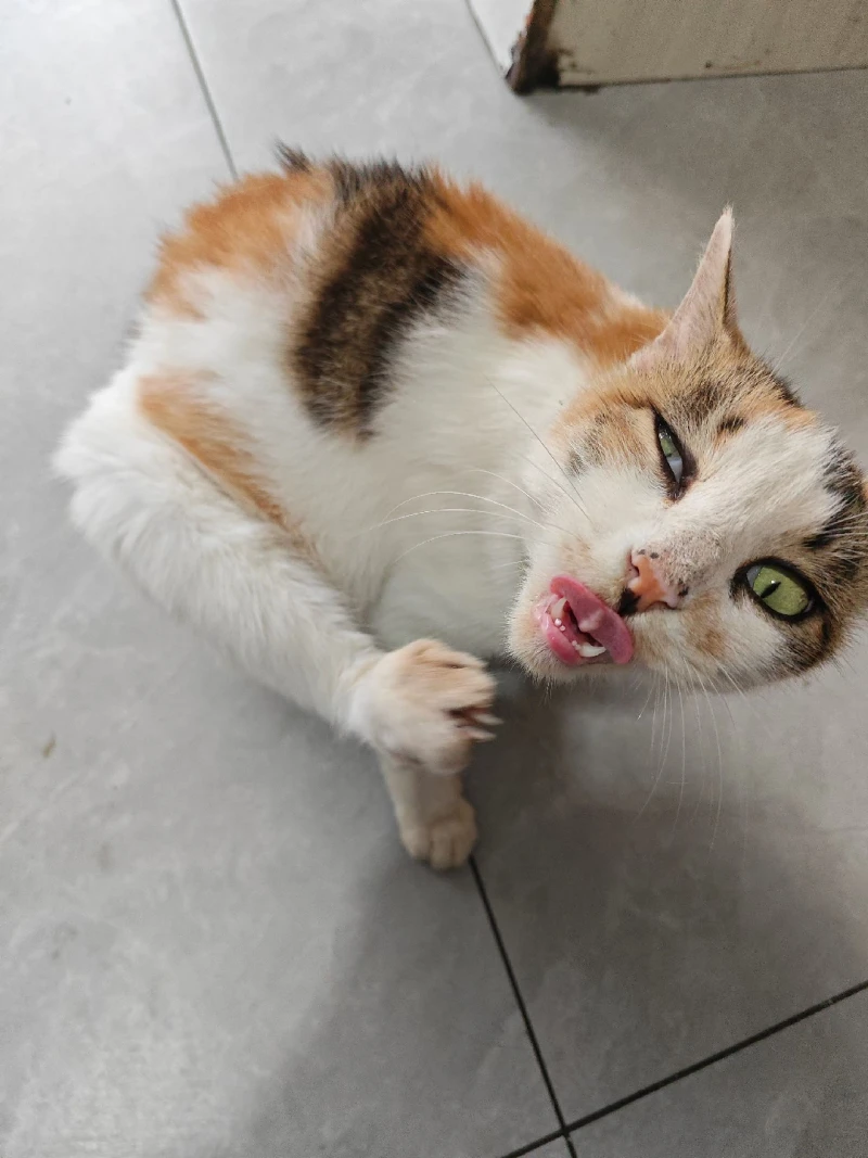 可爱,猫咪,awsl