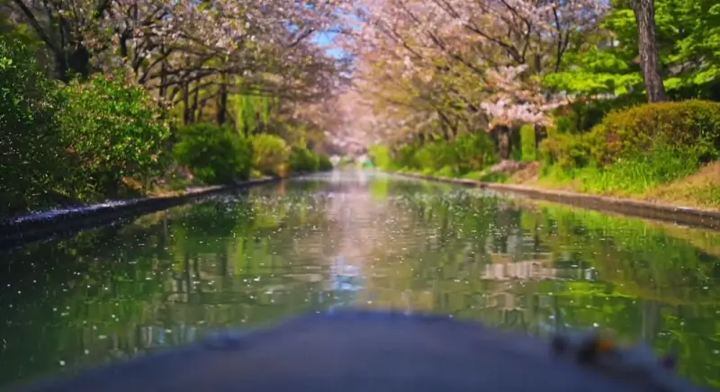 京都樱花季