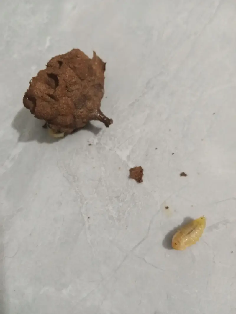 半夜把楼顶的马蜂窝给端了