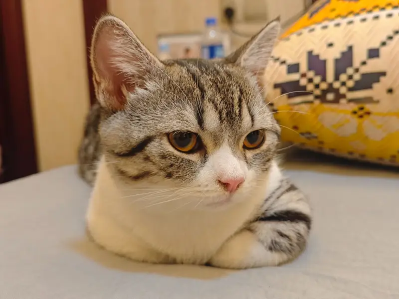 萌宠