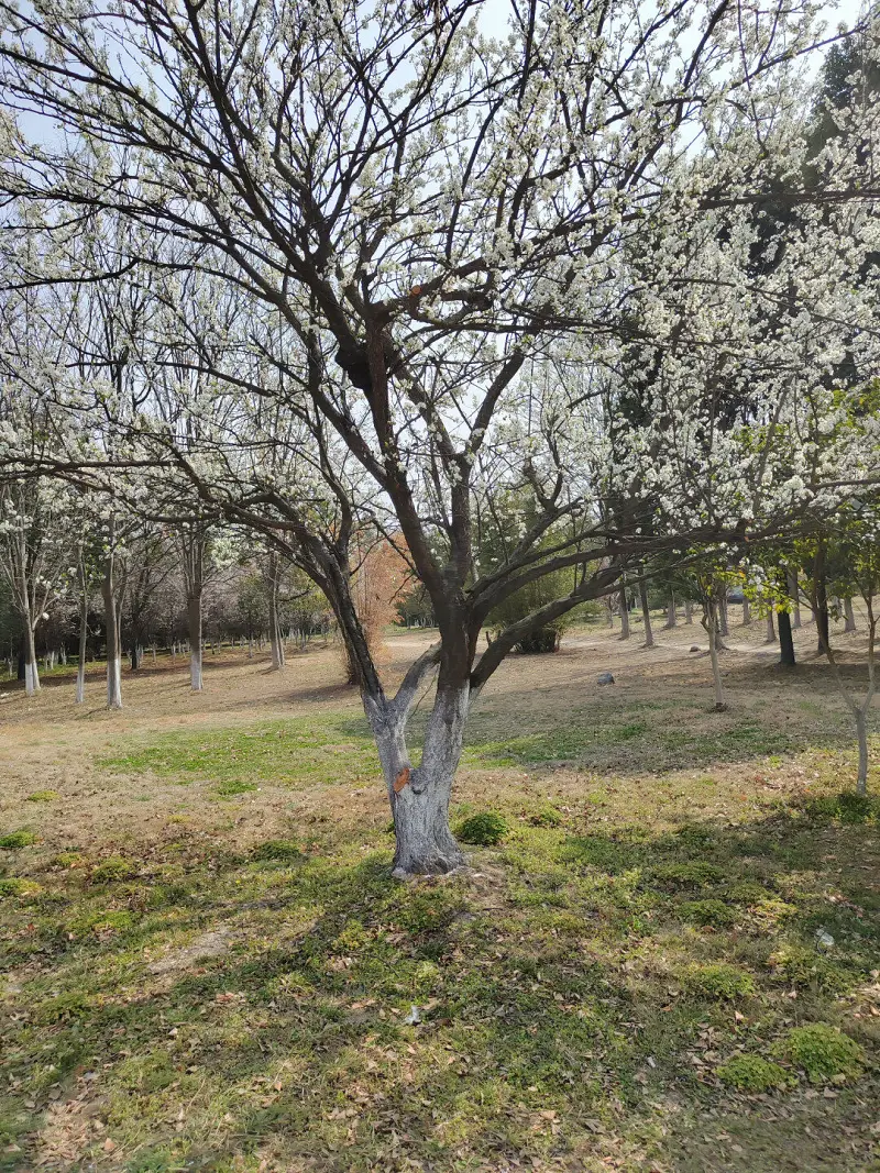 闲聊茶馆,花