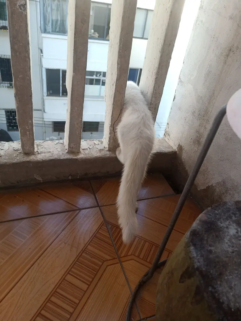 猫猫