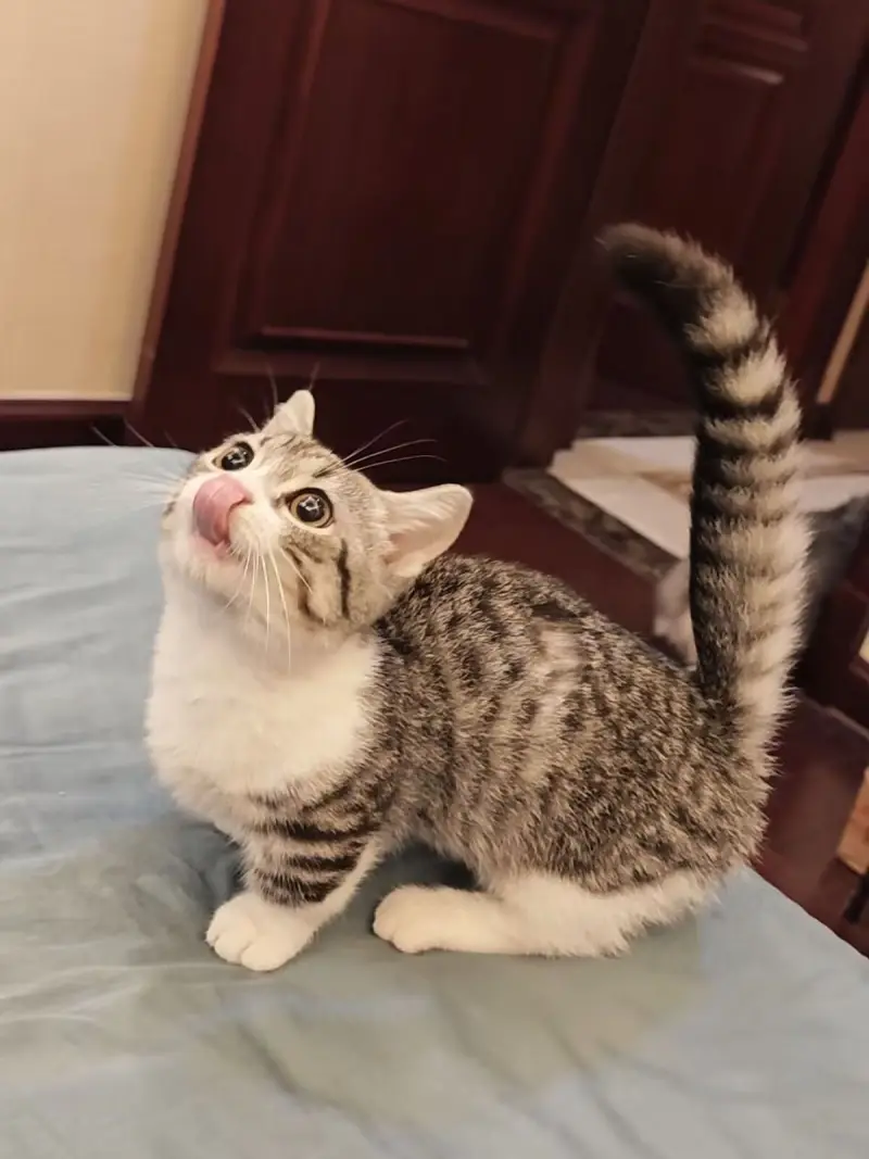 来看猫猫