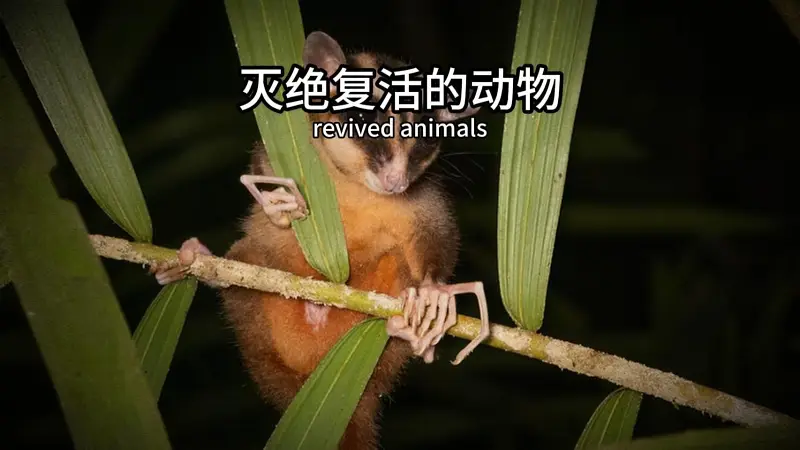 灭绝6000年又出现的动物