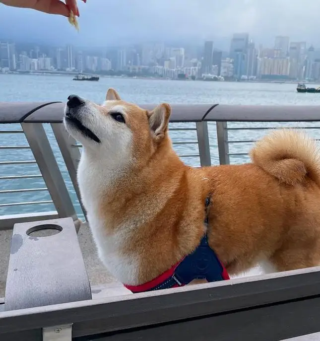 悲报,CHEEMS,柴犬