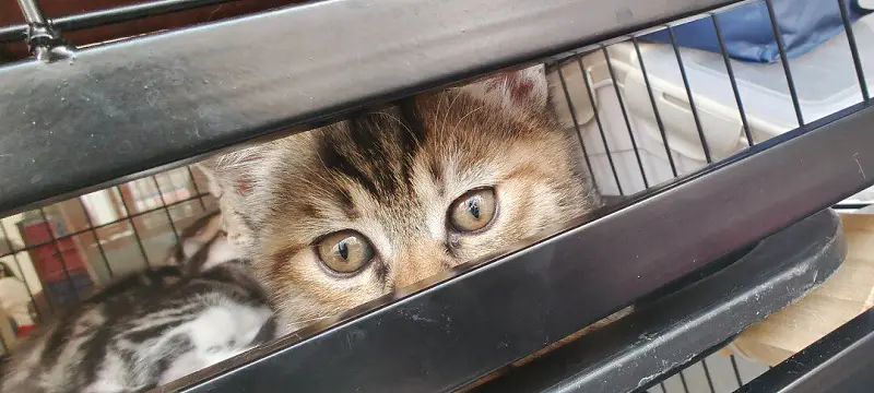 闲聊茶馆,猫猫,猫,猫猫猫