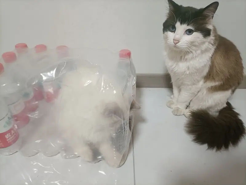 猫猫