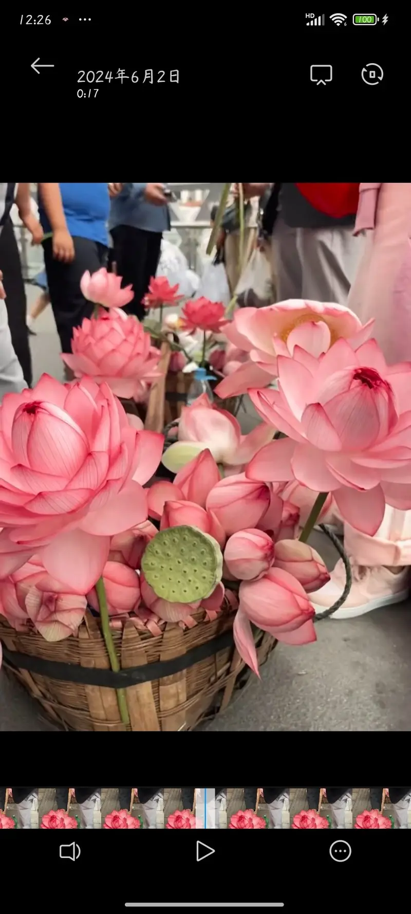 六月开头好运莲莲