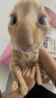 梗图,meme,动图,GIF