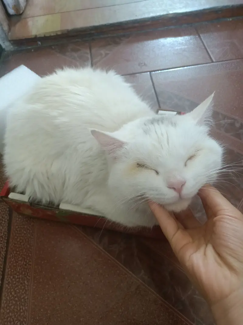 给喵友看看我家猫猫（的叫声）喵