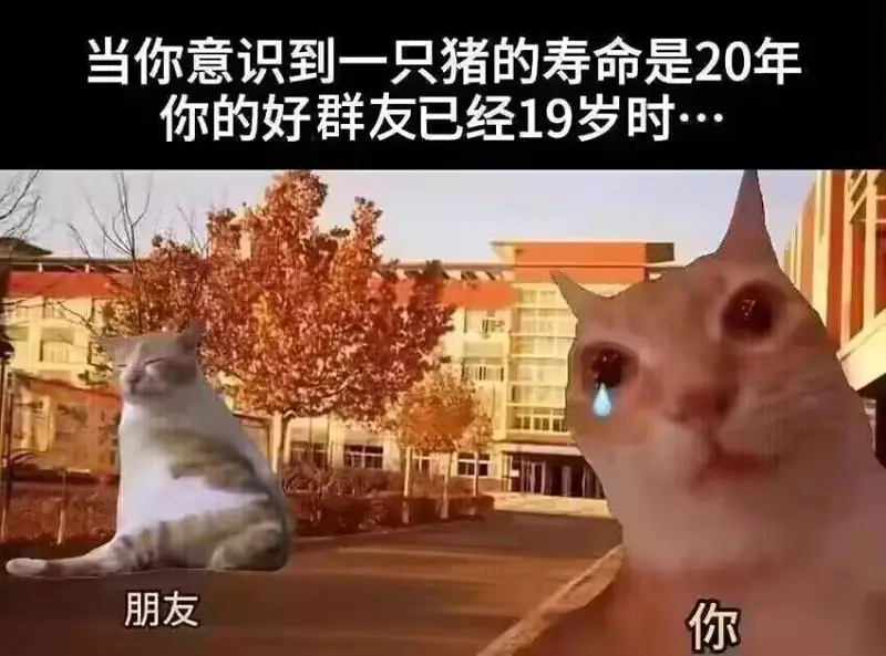 弔图,meme,迷因