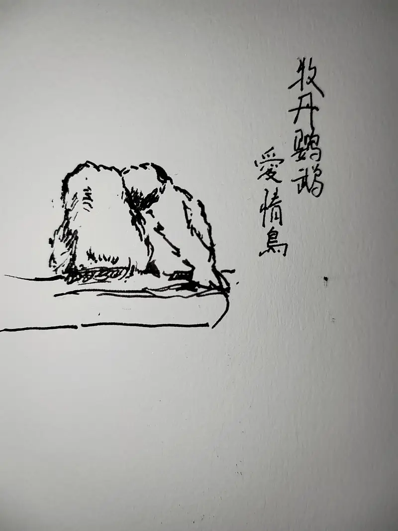 动物,钢笔画,写生