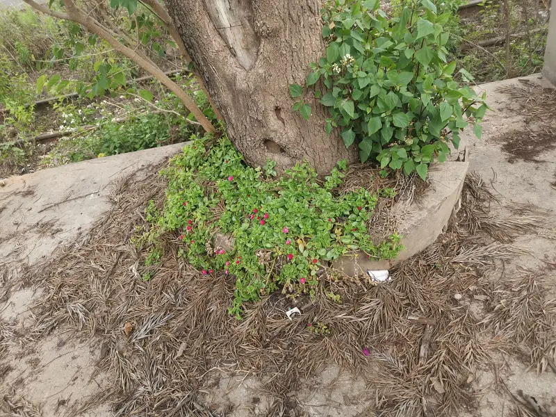 石咀站,昆石线,滇缅铁路