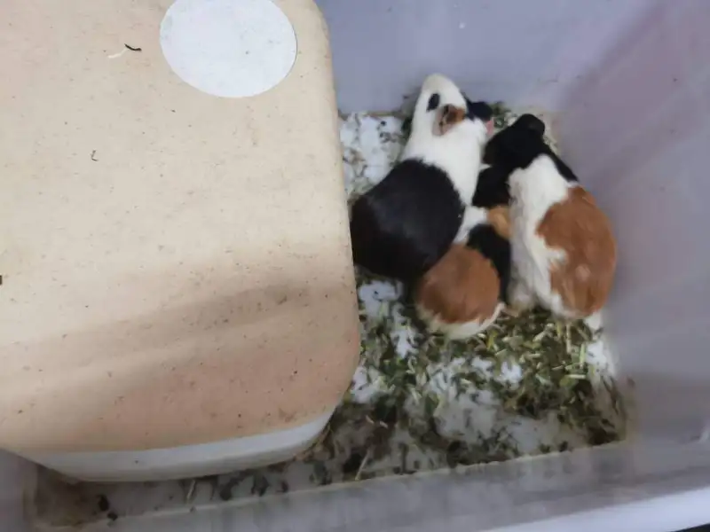 豚鼠怎么养
