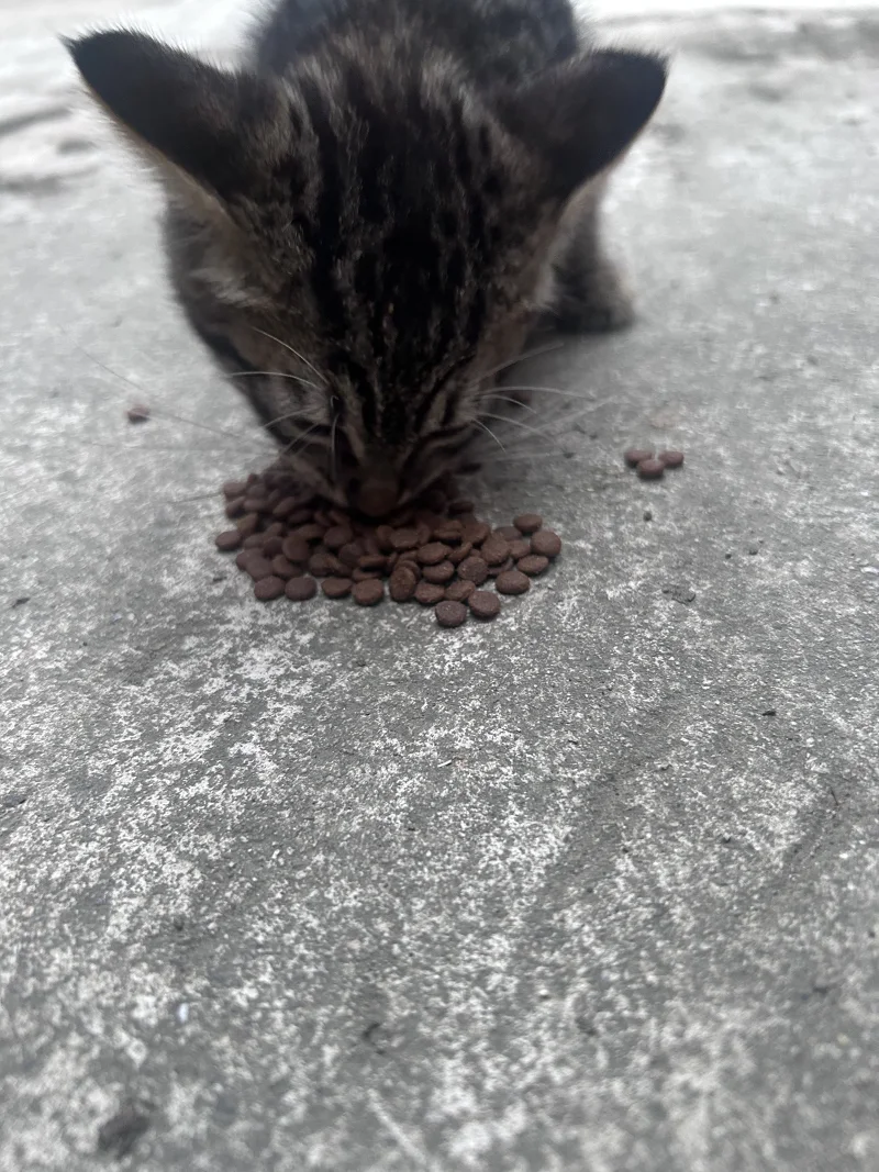爵士豪猫