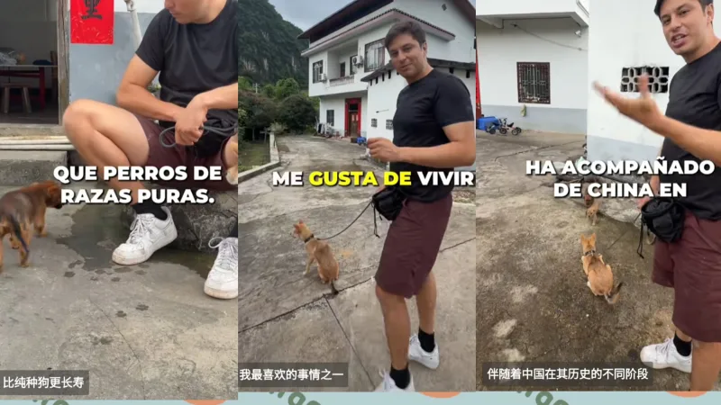 【tiktok】在华老外向海外网友科普中华田园犬，它们不挑食有好养还长寿