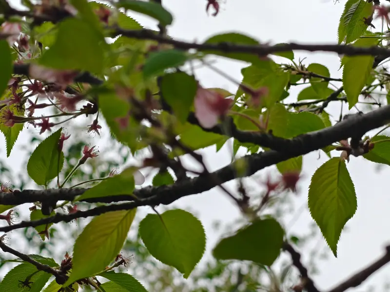 樱花,出游,日常,赏花