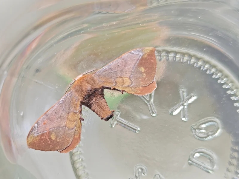 [愚人录]野桑蚕之章