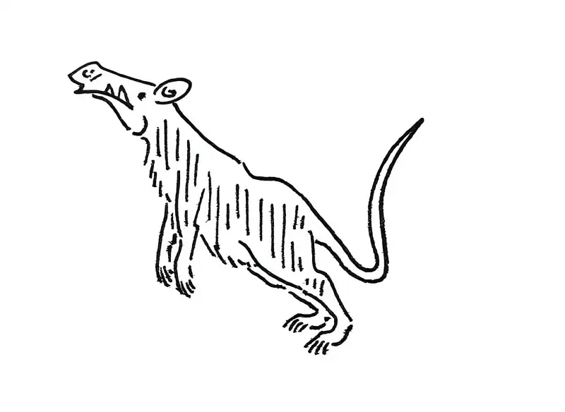 是一只鼠