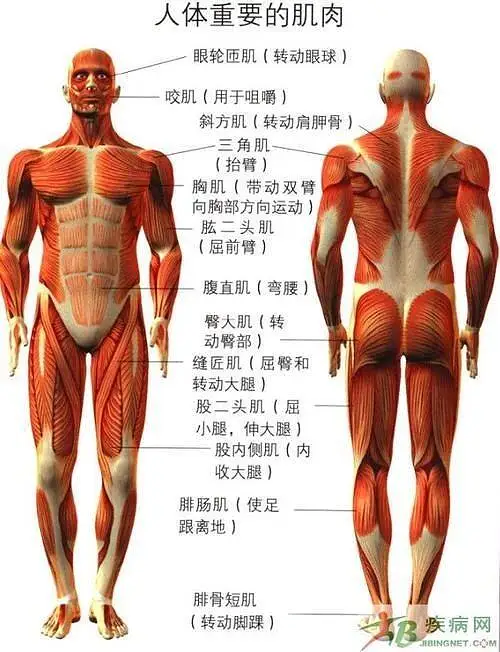 动漫,人体,参考