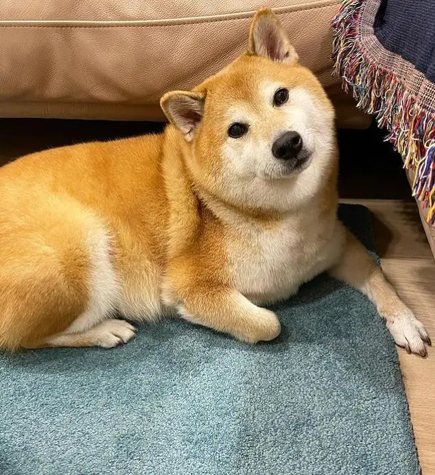 悲报,CHEEMS,柴犬