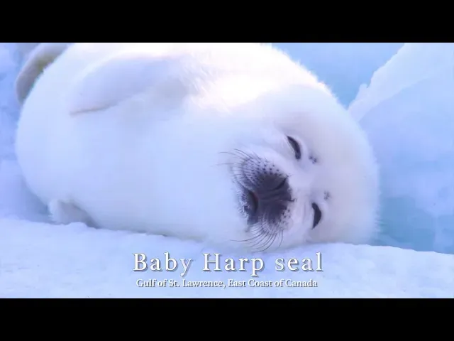 可可爱爱！竖琴海豹宝宝的浮冰日常