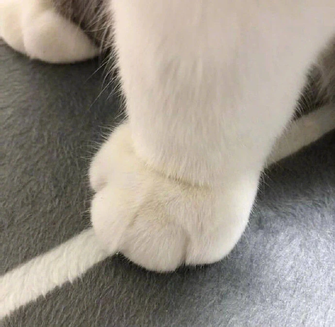 美足