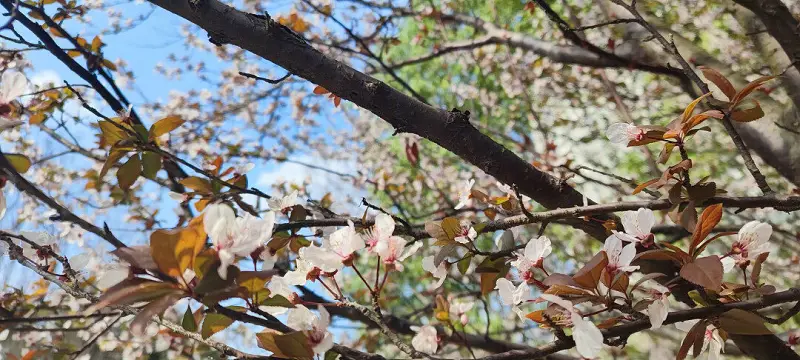 闲聊茶馆,花