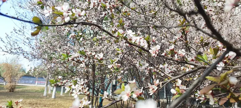 闲聊茶馆,花