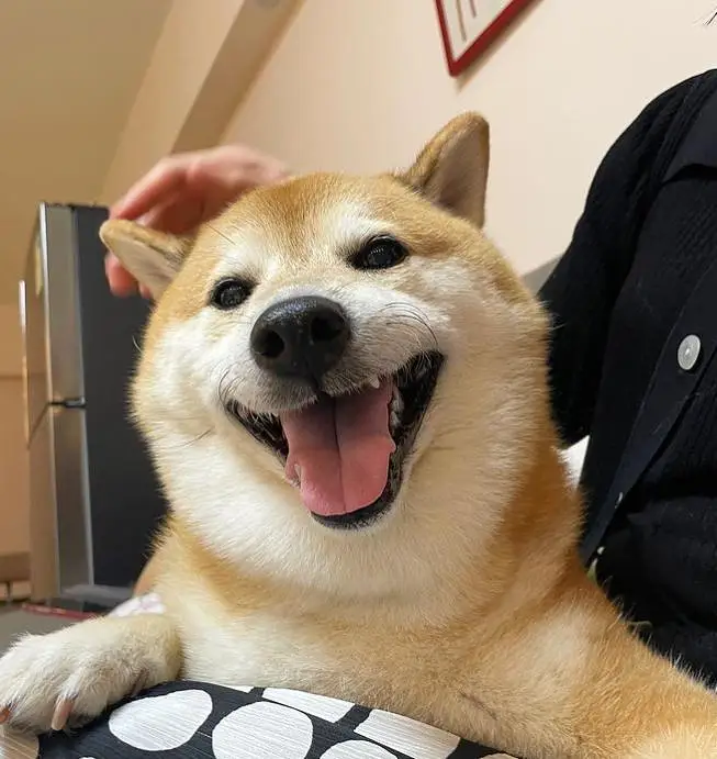 悲报,CHEEMS,柴犬