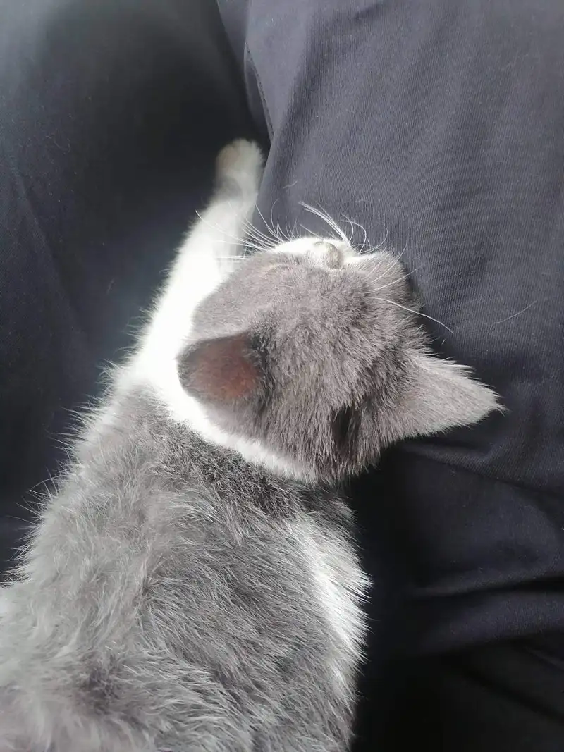 用户交流,御主,猫猫