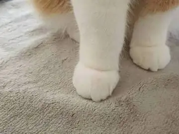 美足