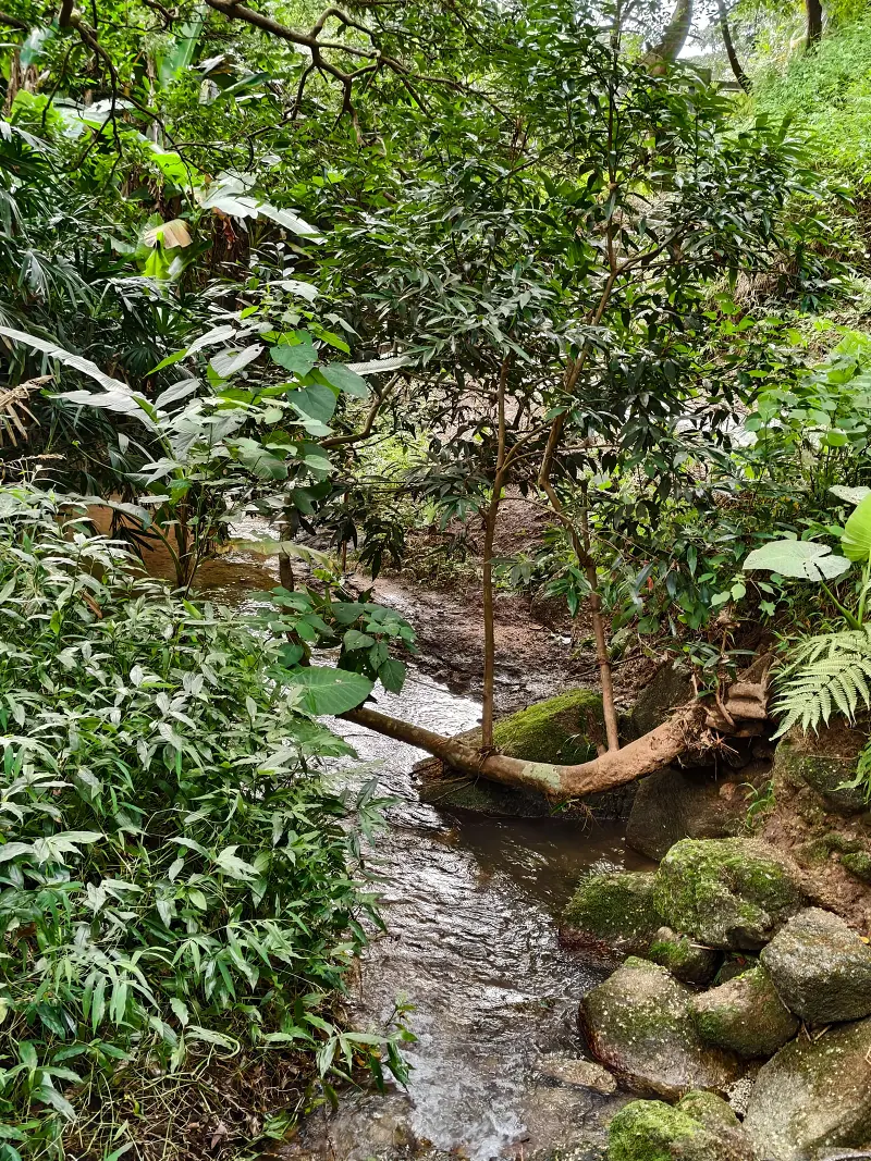 登山,阳台山,羊台叠翠