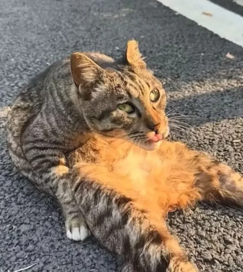 可爱,猫咪,awsl
