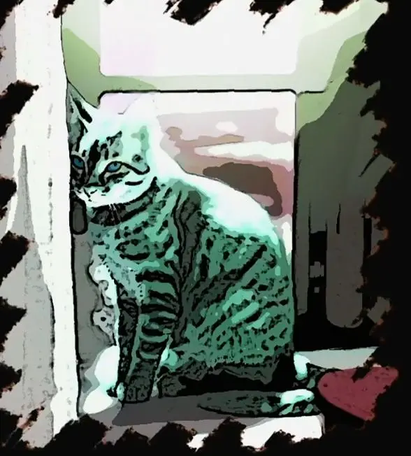 黑之契约者,猫,黑,银