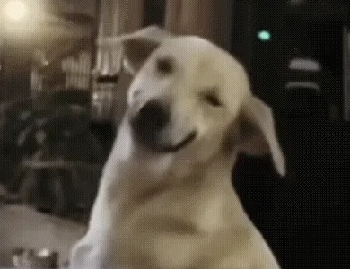 梗图,meme,动图,GIF,亓才孑