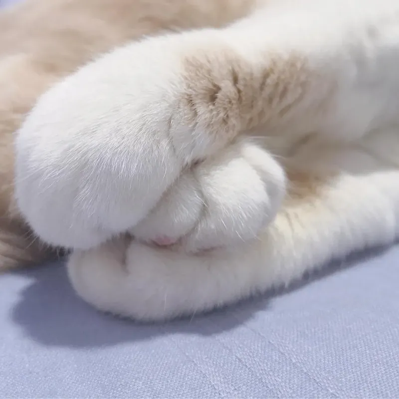 美足