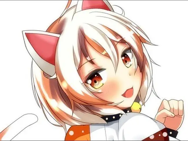 猫咪工口录像集