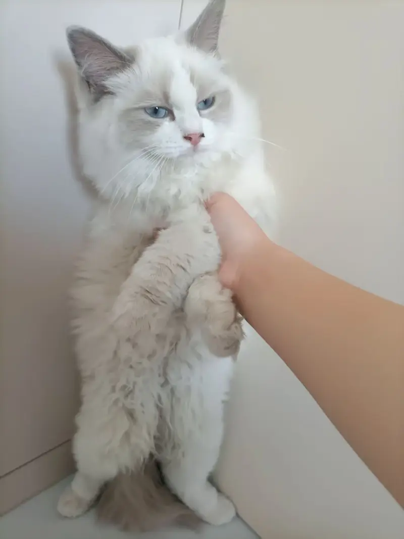 猫猫