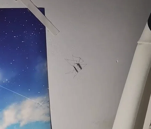 正在进行戊辰战争的蚊子