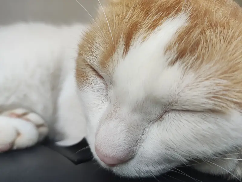 cat