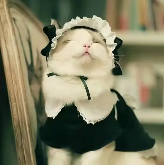 猫猫