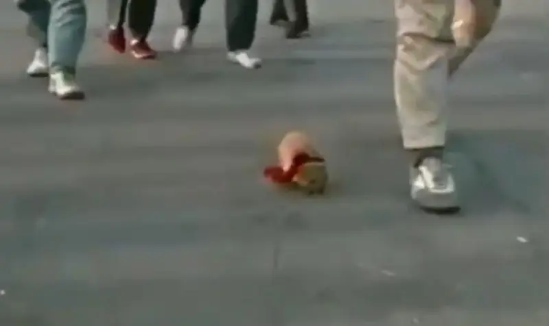 可爱的小刺猬