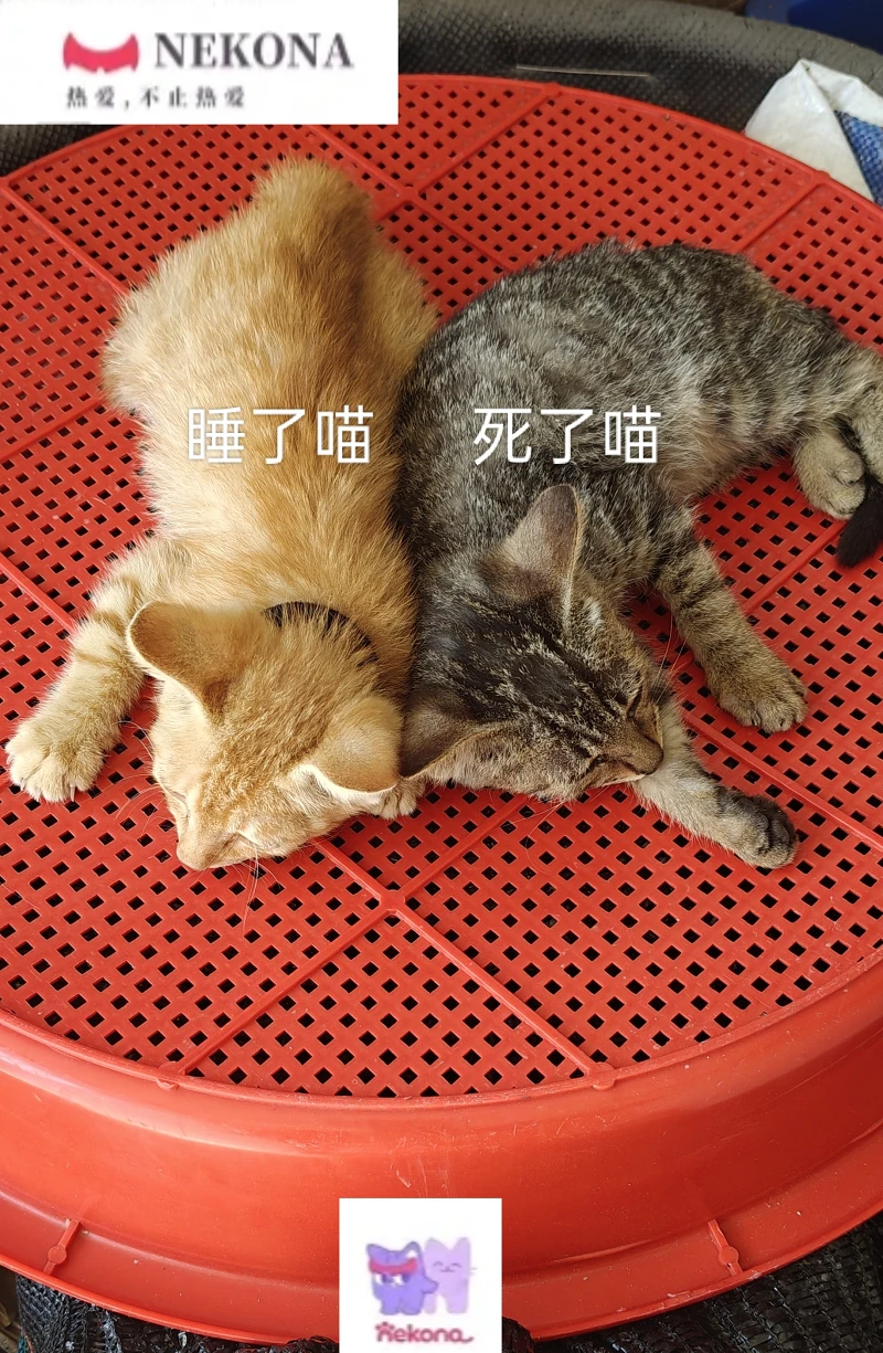 文章,咪咪攘攘我们的周年庆,Mfuns,NekoNa,喵御宅,喵奈,喵隐,喵奈meme,幼年灯华,S级